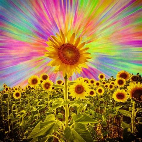 Sun Flowers In 2019 Psychedelic Art Art Sunflower Art