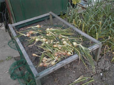 2 how do you store onions for 6 month old? Harvesting & Storing Onions, Garlic & Shallots