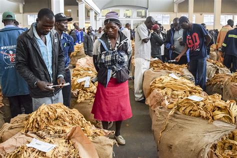 A Cash Crop For A Cash Strapped Nation Zimbabwes Farmers Turn To Tobacco