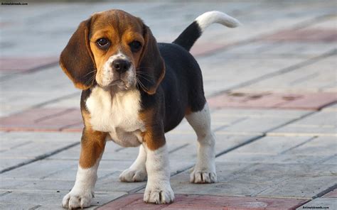 Beagle Puppies Rescue Pictures Information Temperament