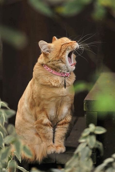 50 Cute Pictures Of Yawning Animals Tail And Fur