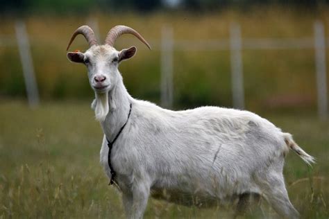 What Do Goats Eat In The Wild And As Pets Diet And Health Facts Pet Keen
