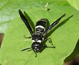 Black And White Wasp Photos