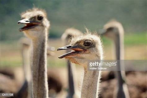 Ostriches Struthio Camelus On Farm S Africa Photos And Premium High Res