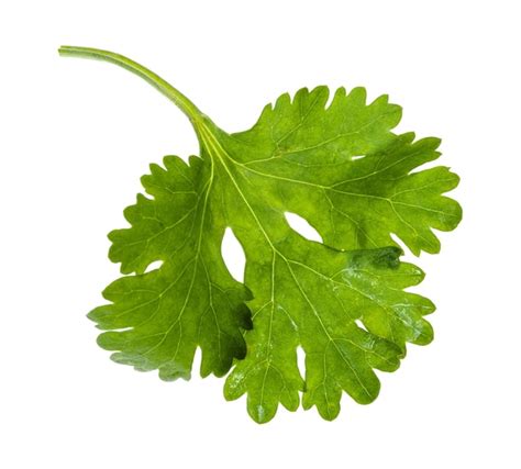 Premium Photo Green Leaf Of Fresh Coriander Herb Isolated