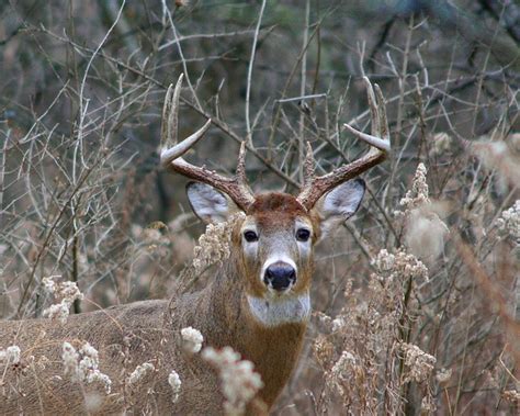 White Tailed Deer Buck 8 Point Flickr Photo Sharing