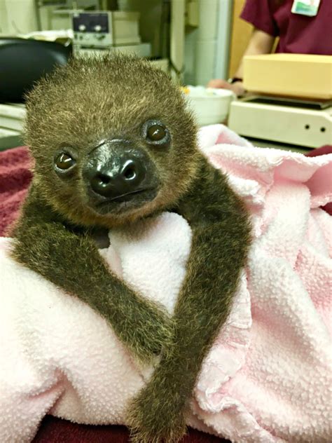 Baby Sloth Slooowly Stealing Hearts At Memphis Zoo Zooborns