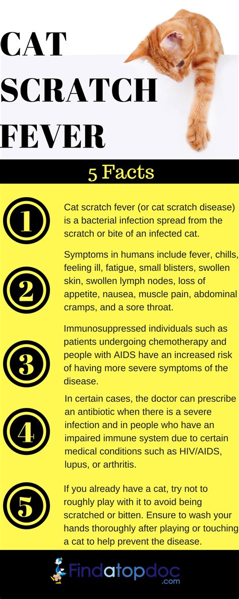 What Causes Cat Scratch Fever