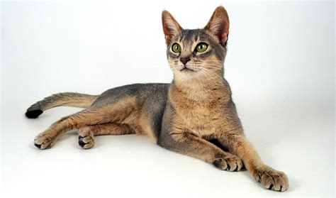 Abyssinian Tabby Cat Mix Cat And Dog Lovers