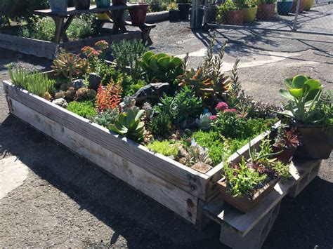 Here are common zucchini growing problems with cures and controls my plants are in a raised bed. Helpful Tips for Growing Succulents | World of Succulents