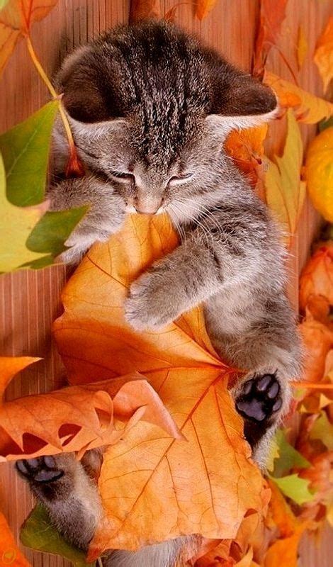 Autumn Cats 32 Images Of Cats Loving Fall Cat Love Kitten Images