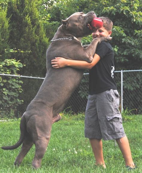 English bulldogs are built very close to the ground. World's Biggest Pitbull