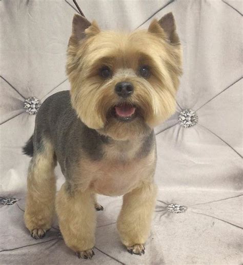 This combination creates a ton of dimension like you see in this photo. 60 Best Yorkie Haircuts for Males and Females - The Paws ...