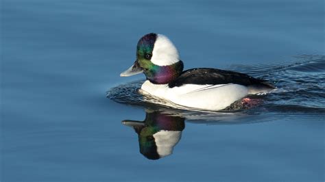 Bufflehead Ducks