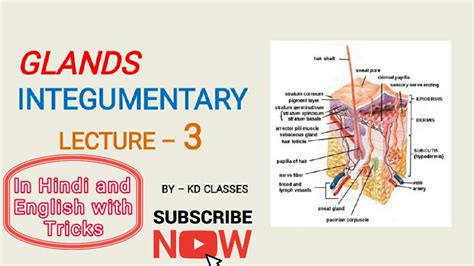 Human Physiology Integumentary Systemglands In Skin Neet 2020