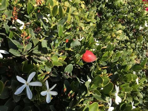 Jasmine Like Flowers And Red Fruit In The Plant Id Forum