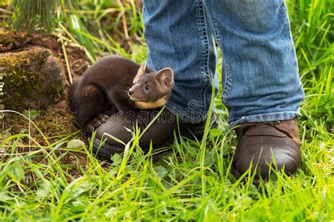 American Pine Marten Martes Americana Kit Snuggles On Handlers Boots