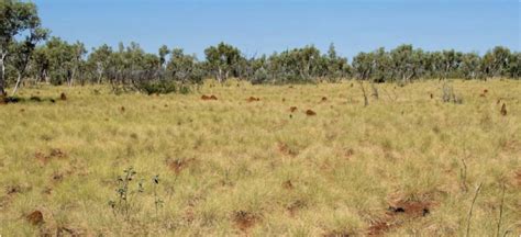 Introduction To Rangeland Pastures In The Kimberley Western Australia