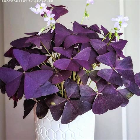 40 best purple house plants like to girls