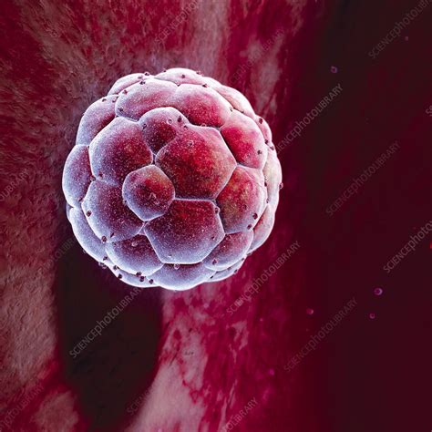 Human Blastocyst Stock Image P6800679 Science Photo Library