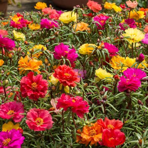 Portulaca Double Flowered Mix Seeds The Seed Collection