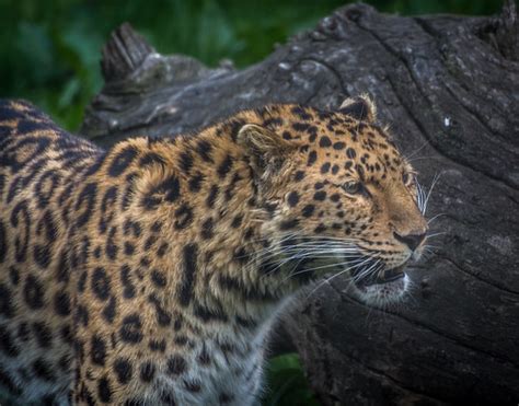 Amur Leopard Alex Rennie Flickr