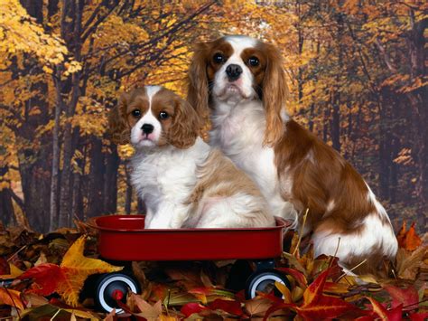 King charles ii was even criticized for placing his dogs above matters of the state. Cute Puppy Dogs: king charles spaniel puppies