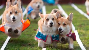 Be ahead of the crowd when a new welsh corgi is available by signing up to our puppy alert. Ultimate Corgi Puppies | Award-winning Pembroke Welsh ...