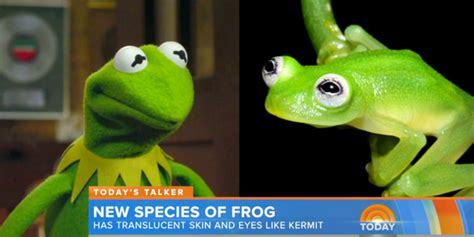 Kermit The Frog Hilariously Responds To His Newly Discovered Lookalike