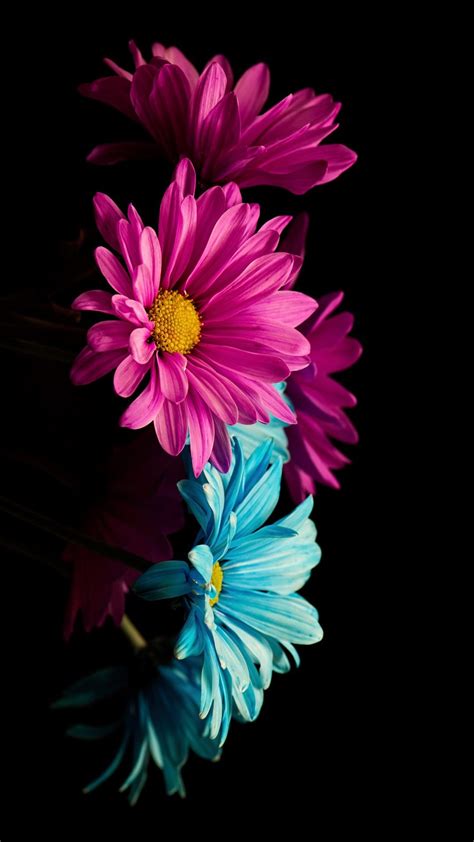 Pin By Iyan Sofyan On Flowers Purple Flowers Wallpaper Flower