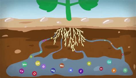 Sonu Academy Text Transportation In Plants Class Vii Cbse