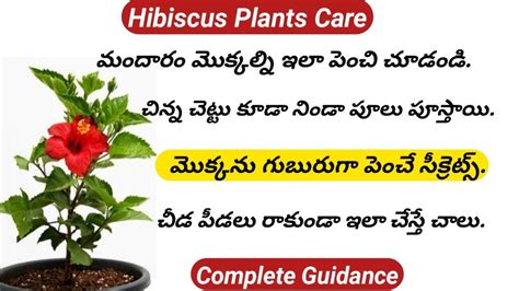 How To Grow Hibiscus Plantsbest Fertilizer For Hibiscushow To Get