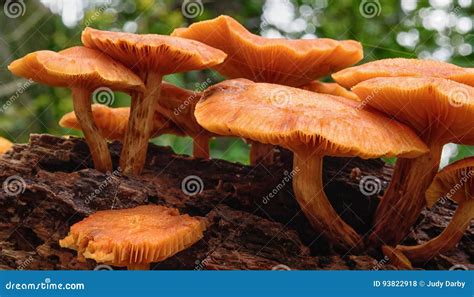 Orange Mushrooms Stock Photo Image Of Toxic Cluster 93822918
