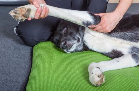 7 Ways To Prevent And Treat Canine Knee Injuries Petmd
