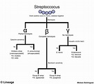Introduction to Streptococcus - Microbiology - Medbullets Step 1