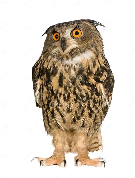 Eurasian Eagle Owl Bubo Bubo 22 Months Stock Photo Image Of