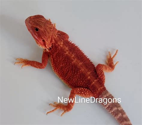 Extreme Red Male Trans 66 Het Hypo Normal Scale Central Bearded Dragon