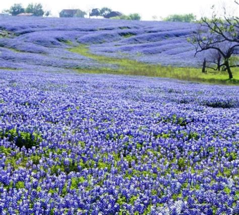 Texas Bluebonnets In The Spring Wild Flowers Texas Bluebonnets