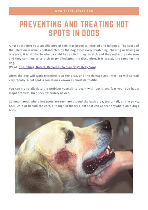 Preventing And Treating Hot Spots In Dogs By Blogthatdog Issuu