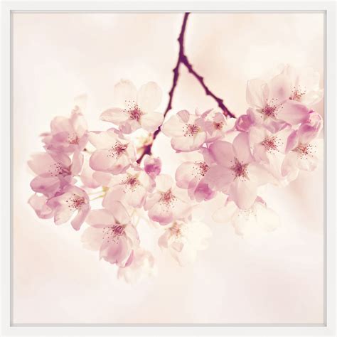 Cherry Blossoms Framed Painting Print 32 X 32 White Cherry