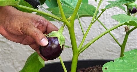 How To Grow Eggplants In Containers In Your Home
