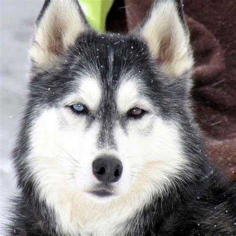 Alaska Husky Dog Pets And Dogs