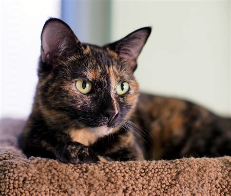 Tortitude The Unique Personality Of Tortoiseshell Cats The Conscious Cat