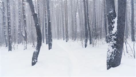 Snowy Forest Landscape With Snow Falling Image Free Stock Photo