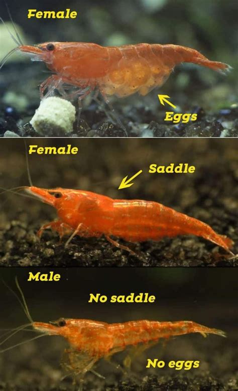 Shrimp Gender Female And Male Difference Shrimp And Snail Breeder In 2020 Freshwater