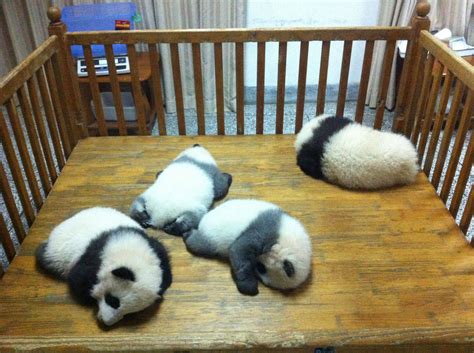 Baby Pandas Sleeping Enough Said Baby Panda Panda Panda Bear