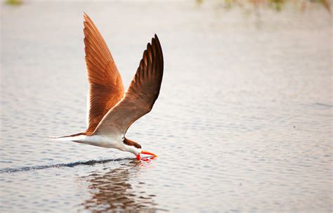 African Skimmer Naturetrek Wildlife Holidays Flickr