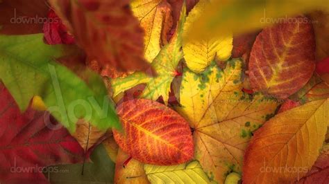 Falling Autumn Leaves Realistically Moving Motion Background Video