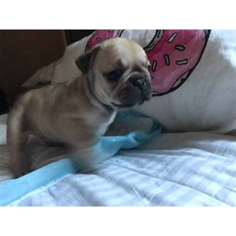 Micro teacup puppies for sale. Micro French bulldog Lilac puppies for Sale in Irvine ...