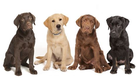 Labrador Retriever Dog Breed Information Pictures